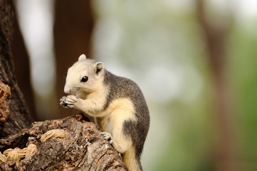Single chipmunk eating peanut on tree.