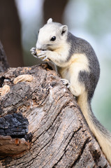 Single chipmunk eating peanut on tree.