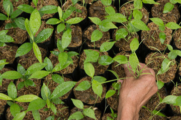 female hands hold a young seedling