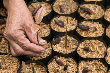 female hands hold a young seedling