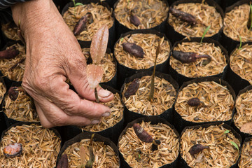 female hands hold a young seedling