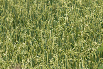 Close up of Green rice,Thailand