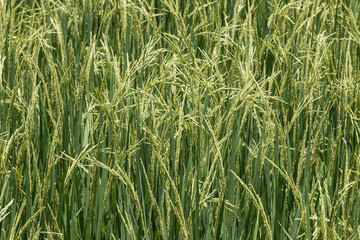 Close up of Green rice,Thailand