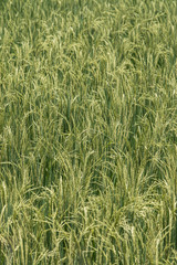 Close up of Green rice,Thailand