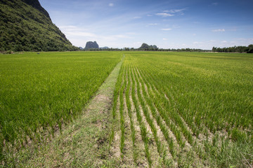 Fototapeta na wymiar Rice field green landscape background
