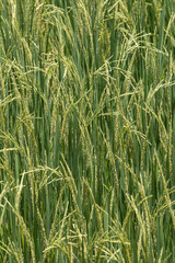 Close up of Green rice,Thailand