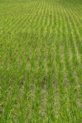 Rice field green landscape background