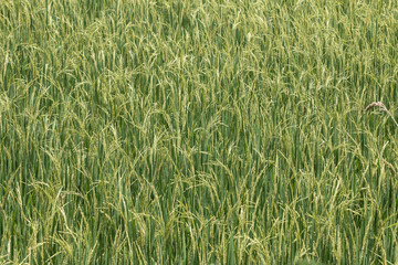 Close up of Green rice,Thailand
