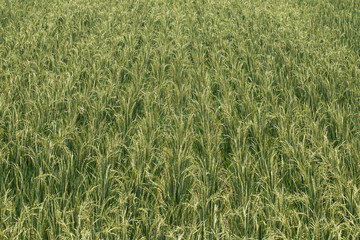Close up of Green rice,Thailand