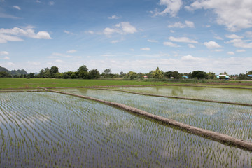 Rice fields, began to grow in the countryside