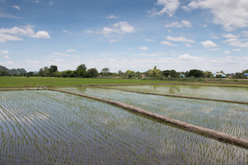 Fototapeta na wymiar Rice fields, began to grow in the countryside