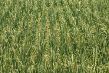 Close up of Green rice,Thailand