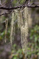 Long hair of Usnea barbata. Old pine forest in Tenerife, Canarian