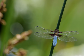 Blaue Plattbauch Libelle auf Grashalm von oben