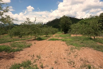 view of tamarind field