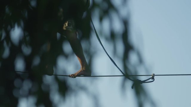 CLOSE-UP: Slacker man balancing and falling off a slackline