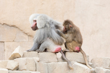 Monkey grooming another monkey