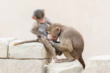 Baby baboon sitting on the rocks
