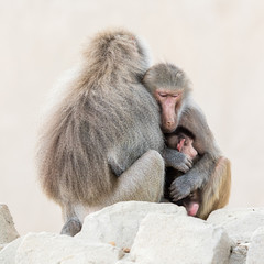 Family of baboons sitting very close together