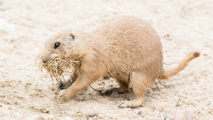 Black-Tailed prairie dog in it's natural habitat