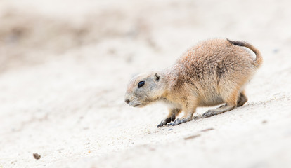 Black-Tailed prairie dog in it's natural habitat