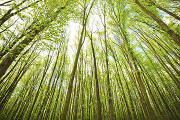 Fototapeta premium Forest