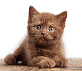 Obraz premium portrait of brown british kitten