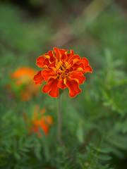 Marigold flowers