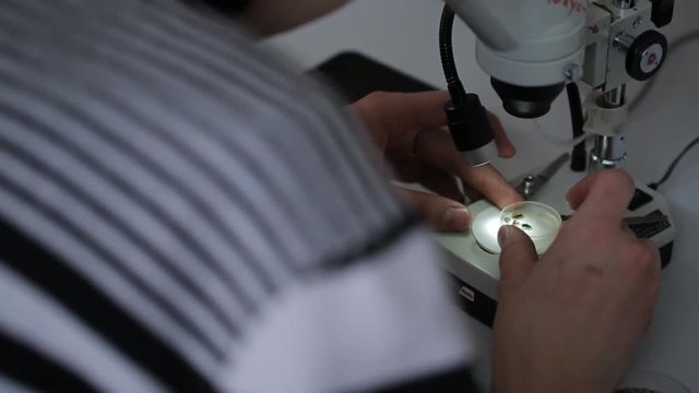 Scientist studies remains of dead insects under microscope.
