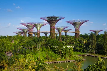Papier Peint photo autocollant Singapour Vue diurne du Supertree grove à Gardens By The Bay, Singa