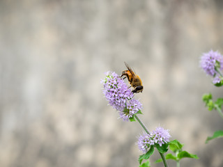 purple flowers