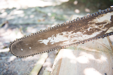 Carpenter workers cutting stump