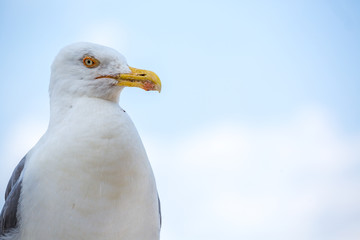 Seagull in Rome, Italy