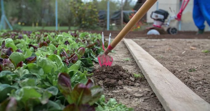 A man is planting lettuce in the garden. He is hoeing a garden bed. A senior farmer is plowing the soil in the background.
