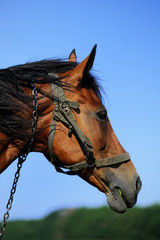 Horse head closeup