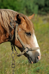 Horse head closeup