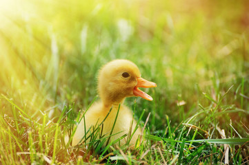 Little yellow duckling