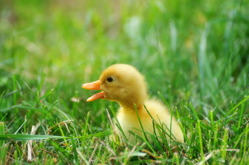 Little yellow duckling