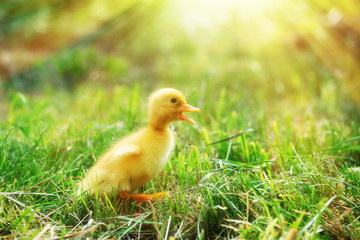 Little yellow duckling
