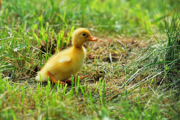 Little yellow duckling