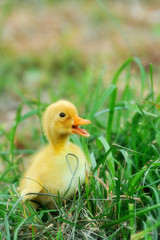 Little yellow duckling