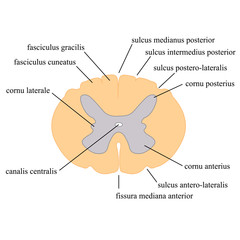 Obraz premium spinal cord cross section, the main components of