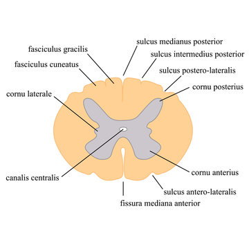spinal cord cross section, the main components of