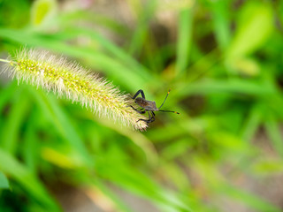 insect