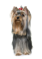young yorkshire terrier