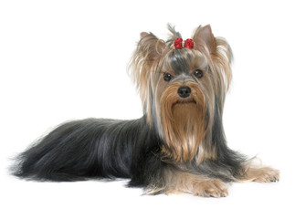 young yorkshire terrier