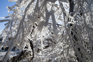 Branches in the ice