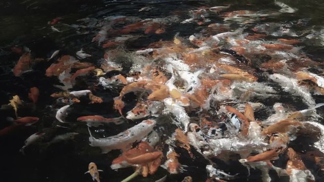 Swarming shoal with dozens of colorful, Japanese Koi fish, churning the surface of a decorative pond in search of food. Ungraded RAW footage. Video UltraHD