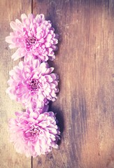 pink flowers on wooden background     