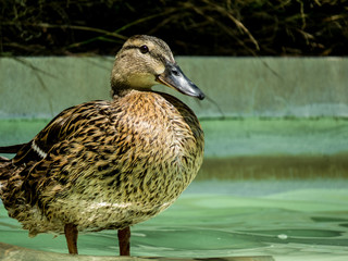 Duck swiming in water in Zaragoza Spain